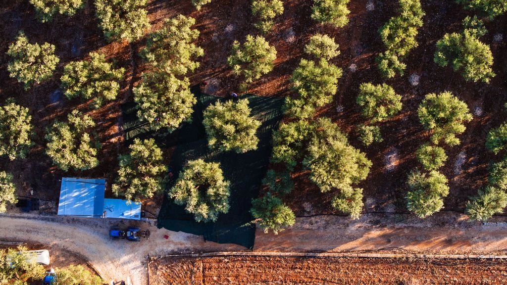 Aerial view of the Russo family estate at golden hour, olive groves and herb gardens inside the Cilento National Park