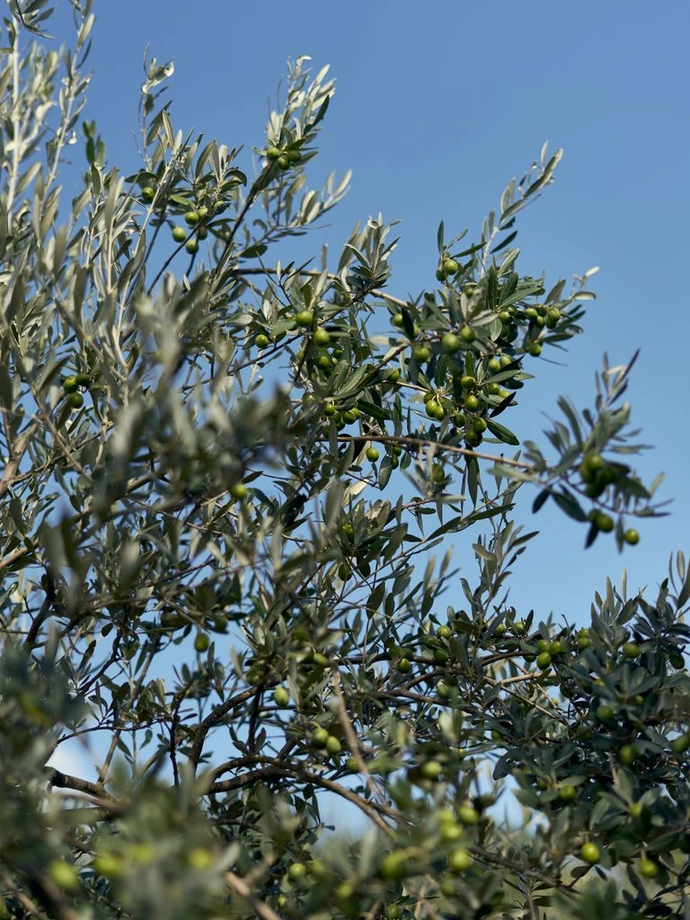 The ancient Pisciottana olive grove at dawn, gnarled trunks with silver-green leaves