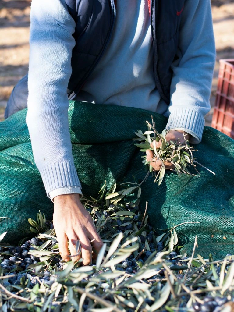 Hand-nets spread beneath an olive tree during the October harvest