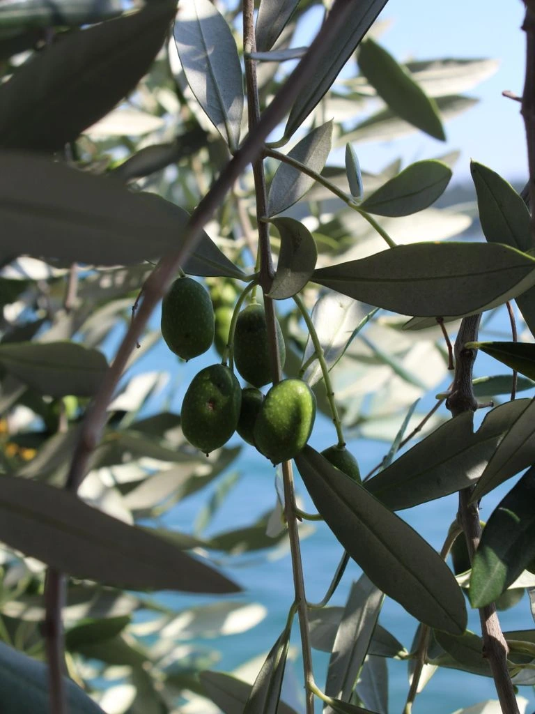 Hand-harvesting Pisciottana olives on the Russo estate