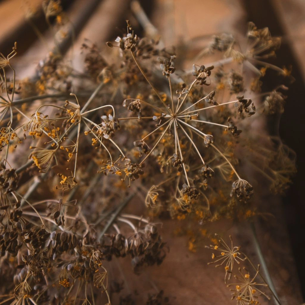 Hand-tied bundles of dried Mediterranean herbs
